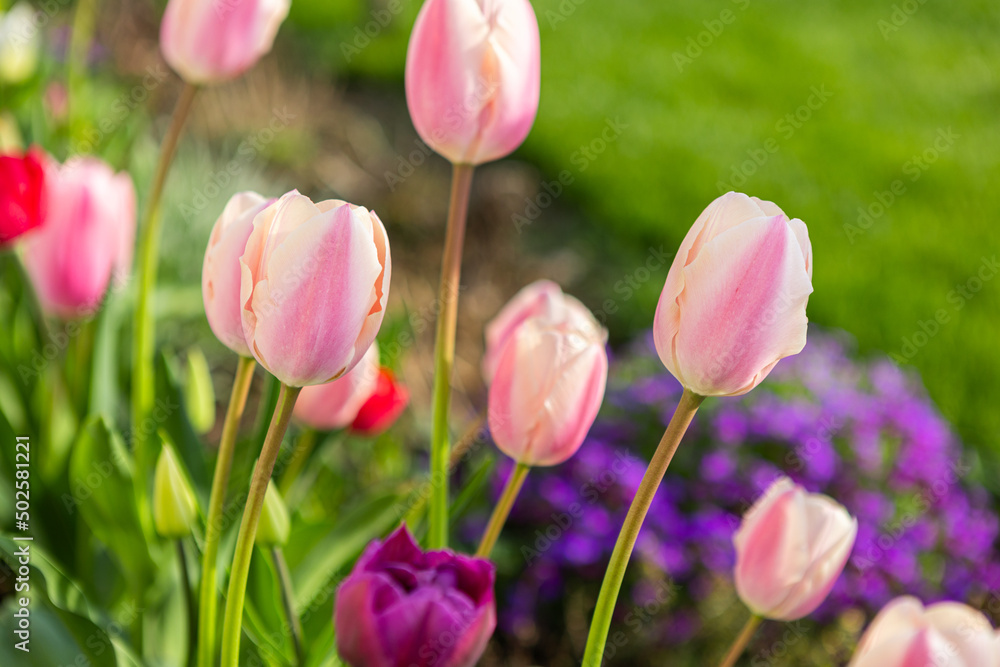 beautiful colored tulips in a flower bed in the garden, garden landscaping. Spring