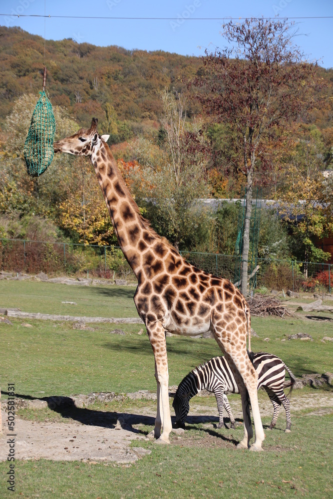 Obraz premium Giraffe