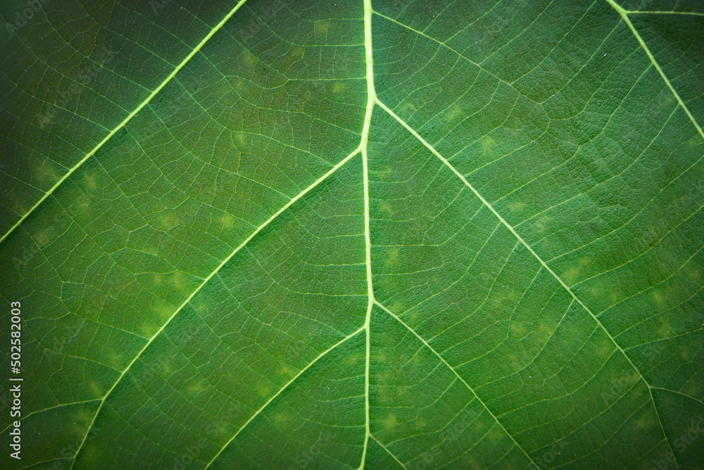 The green texture of teak leaf with pinnately netted venation background. The green texture of teak leaf with pinnately netted venation background.