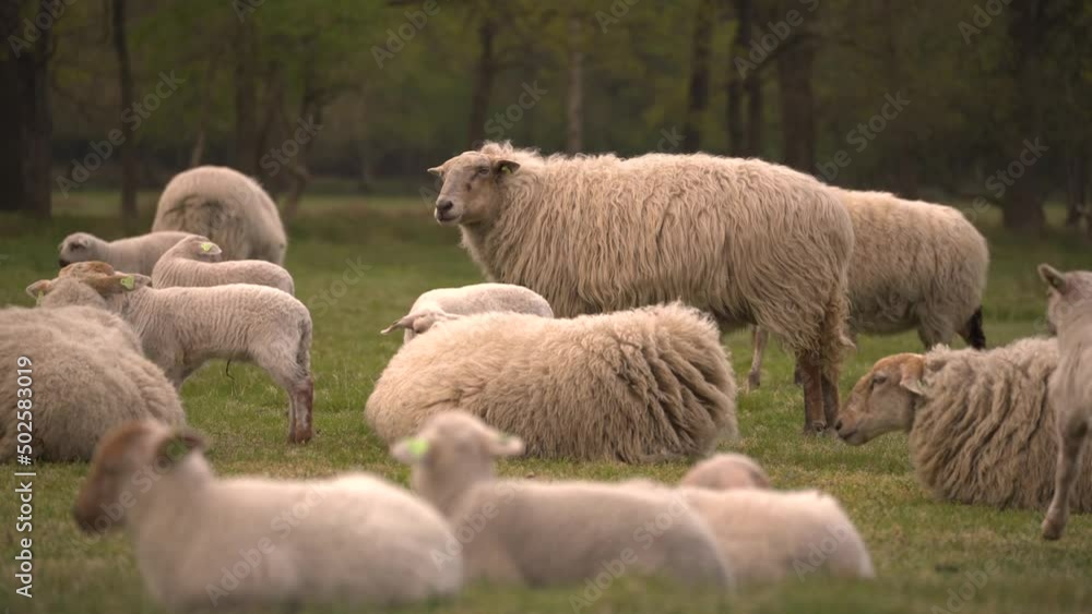 A herd of sheep where young lambs are running around. A herd of sheep where young lambs are running around.
