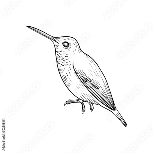 vector drawing humminhbird, hand drawn illustration of tropical bird