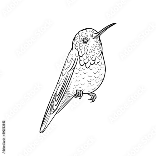 vector drawing humminhbird, hand drawn illustration of tropical bird