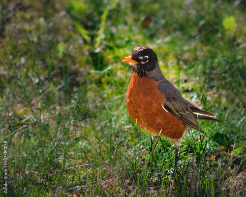 Close-up of a Robin in the Backyard