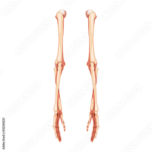 Arms Skeleton Human back Posterior dorsal view. Set of hands, forearms, humerus, ulna, radius, phalanges Anatomically correct realistic flat concept Vector illustration isolated on white background