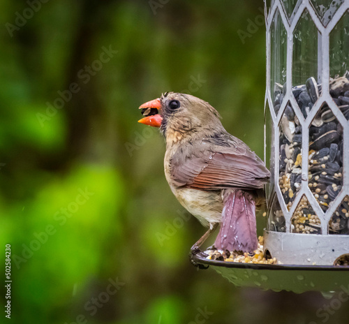 Close-up of a Female Cardinal on a Bird Feeder in Spring