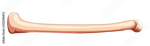 Femur thigh bone Skeleton Human side lateral view. Anatomically correct 3D realistic flat natural color concept Vector illustration of anatomy isolated on white background