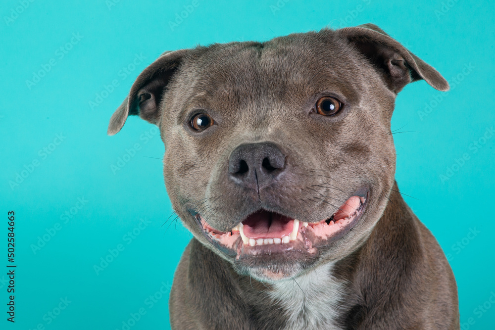 Blue American Staffordshire terrier isolated on background isolated