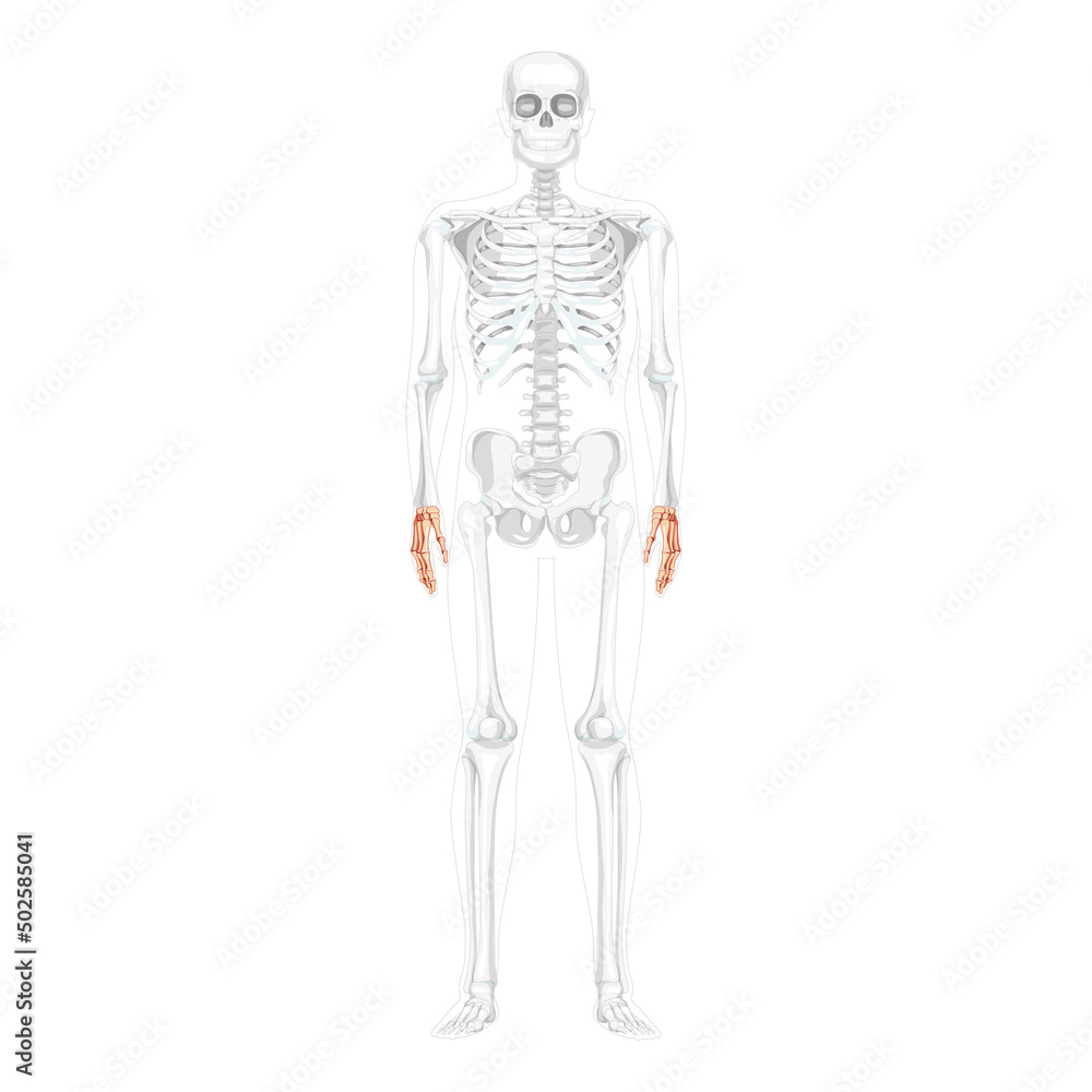 Skeleton Hands Human front Anterior ventral view with partly transparent bones position. Set of carpals, wrist, phalanges. 3D realistic flat Vector illustration of anatomy isolated on white background