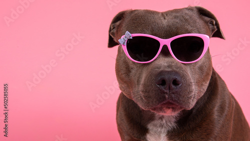 Serious dog with sunglasses and isolated on pink background in studio © Alexandr