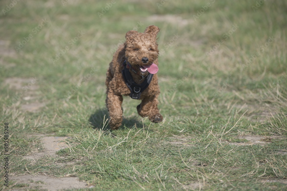 Fototapeta premium Red cockapoo puppy running