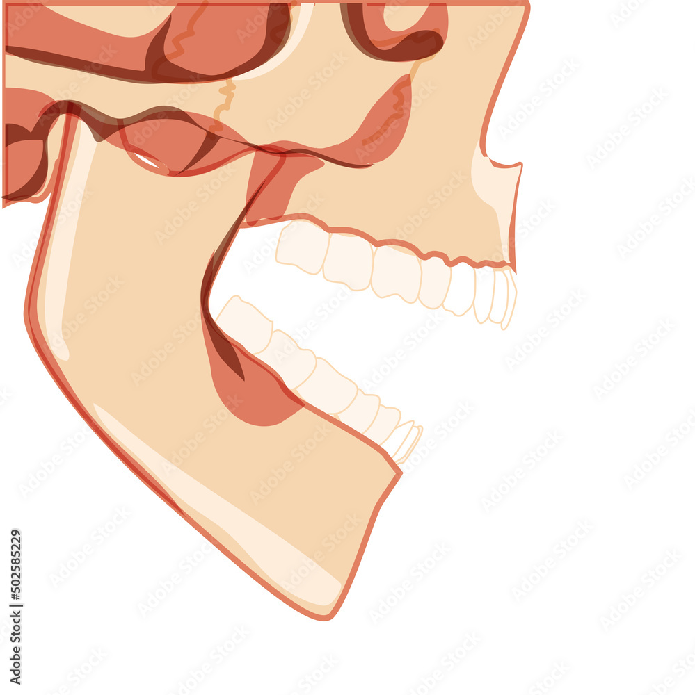 Skull open mouth Skeleton Human partly displayed head side view. Human jaws model with teeth row. Set of chump realistic flat natural color concept Vector illustration of anatomy isolated on white Skull open mouth Skeleton Human partly displayed head side view. Human jaws model with teeth row. Set of chump realistic flat natural color concept Vector illustration of anatomy isolated on white