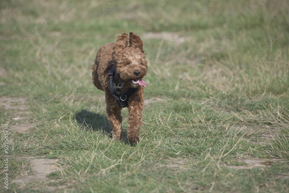 Fototapeta premium Red cockapoo puppy running