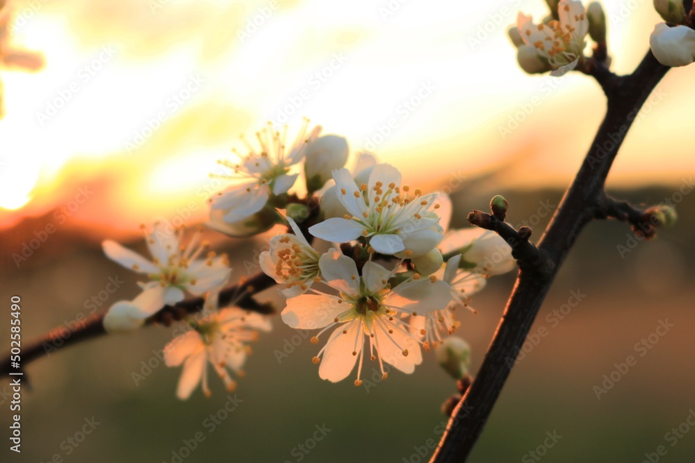 Kwitnący krzew - obrazy, fototapety, plakaty 