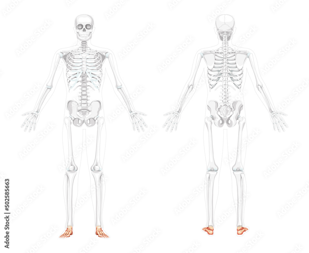 Foot ankle Bones Skeleton Human front back view with two arm open pose with partly transparent body position. Realistic flat natural color Vector illustration of anatomy isolated on white background