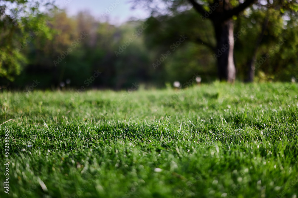 Green grass desktop screensaver, ecology and care for the environment Green grass desktop screensaver, ecology and care for the environment