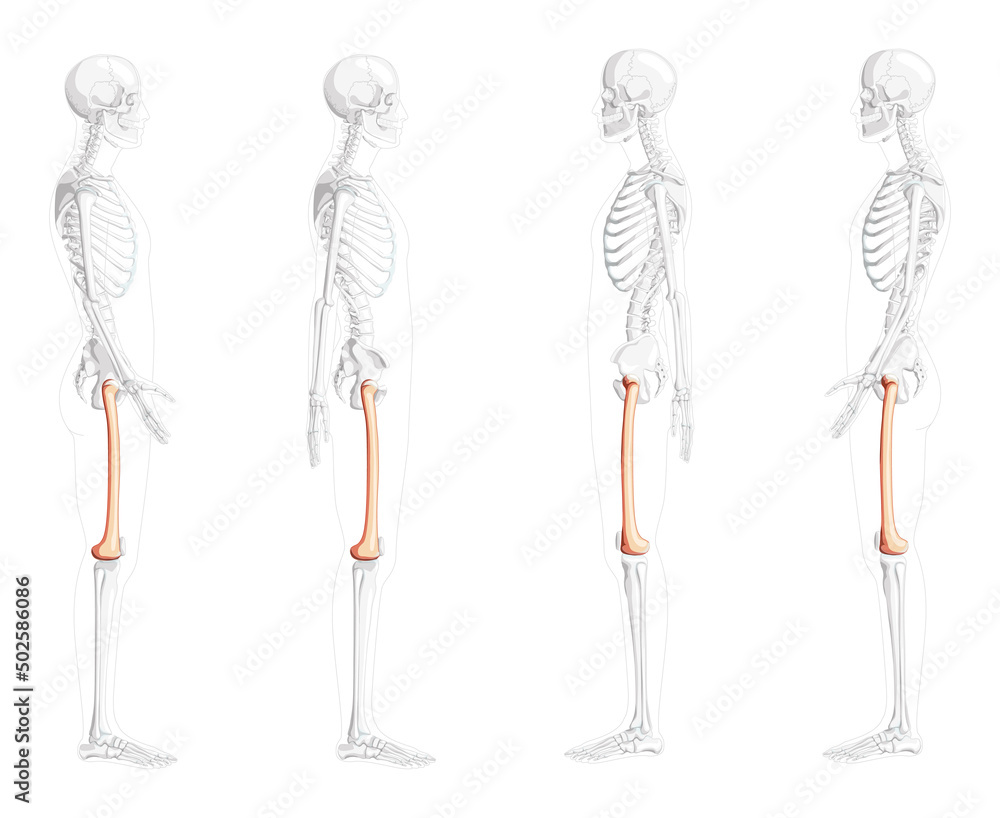 Skeleton femur thigh bone Human side view with partly transparent bones position. 3D Anatomically correct realistic flat natural color concept Vector illustration isolated on white background Skeleton femur thigh bone Human side view with partly transparent bones position. 3D Anatomically correct realistic flat natural color concept Vector illustration isolated on white background