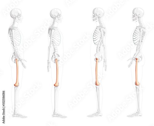 Skeleton femur thigh bone Human side view with partly transparent bones position. 3D Anatomically correct realistic flat natural color concept Vector illustration isolated on white background photo