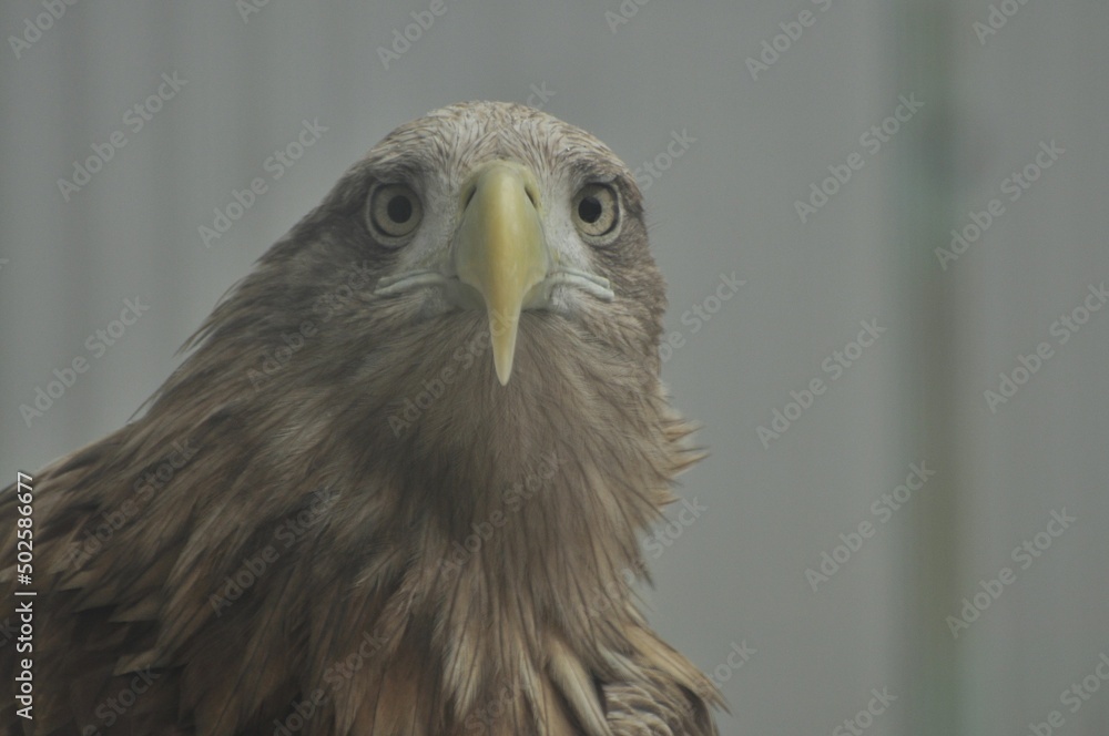 Animals are a traditionally (since the time of Aristotle) distinguished category of organisms, currently considered as a biological kingdom. Animals are a traditionally (since the time of Aristotle) distinguished category of organisms, currently considered as a biological kingdom.