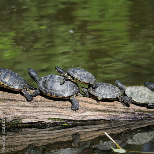 traffic jam with turtles.
