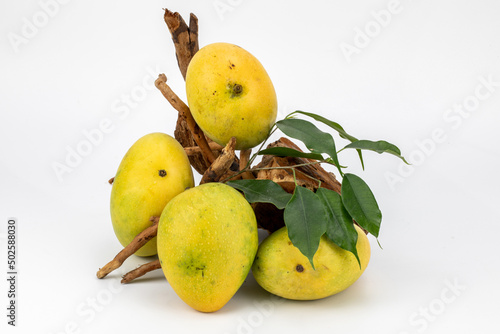 Mangoes Badami / Alphonso isolated in white background, shot using studio lighting and water drops on the subject, Composition on a wooden log with extendable white background and ample copy space.