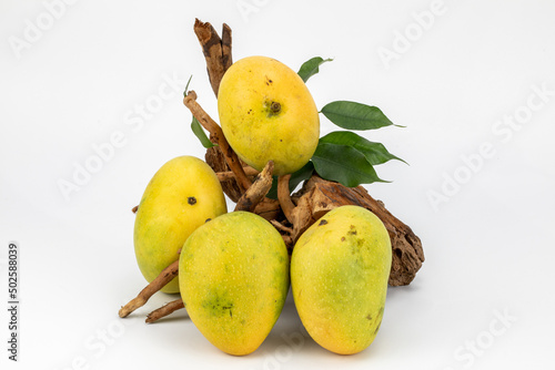 Mangoes Badami / Alphonso isolated in white background, shot using studio lighting and water drops on the subject, Composition on a wooden log with extendable white background and ample copy space.