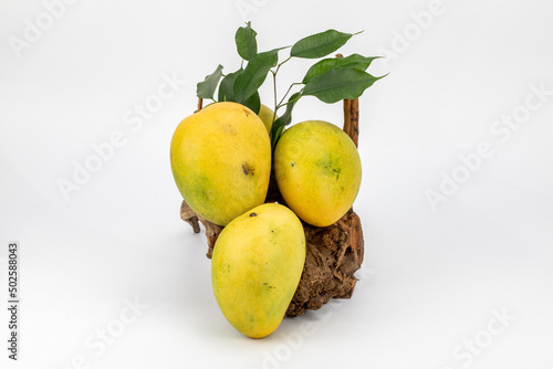 Mangoes Badami / Alphonso isolated in white background, shot using studio lighting and water drops on the subject, Composition on a wooden log with extendable white background and ample copy space.