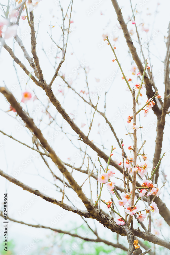 branches of a plum tree branches of a plum tree