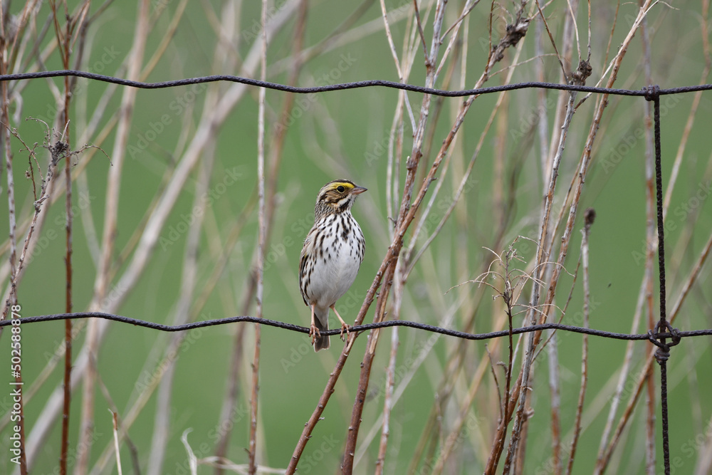 Savanah Sparrow sits perched on a wire agriculture fence Savanah Sparrow sits perched on a wire agriculture fence