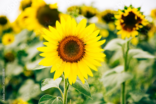 Sunflowers growing close together in the field. Growing sunflowers  plants growing and ripening in the sun.