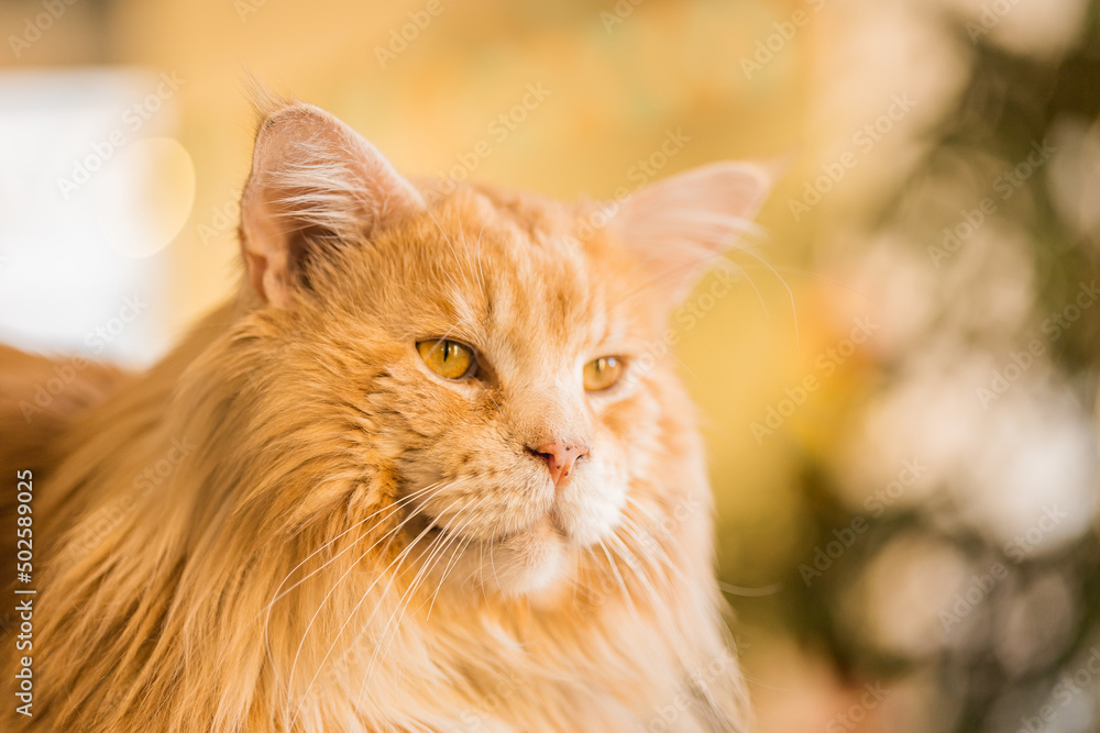 Pedigree Maine Coon of a red golden color with a lush fluffy mane, and big ears with tassels, close-up cat show Pedigree Maine Coon of a red golden color with a lush fluffy mane, and big ears with tassels, close-up cat show