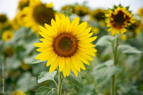 Sunflowers growing close together in the field. Growing sunflowers  plants growing and ripening in the sun.