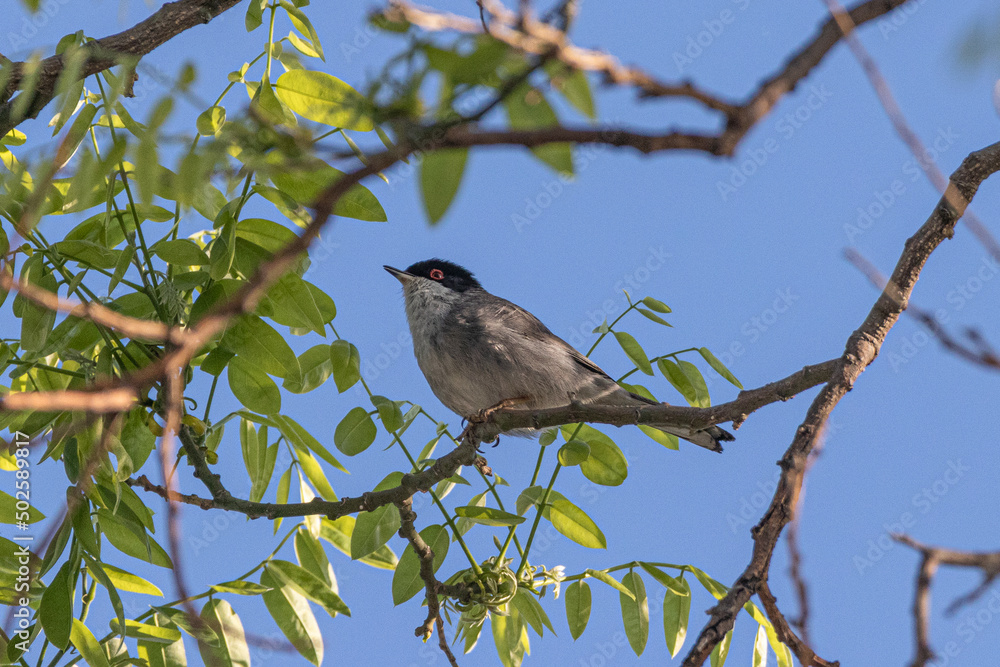 Sardinian Warbler perched on a tree branch Sardinian Warbler perched on a tree branch