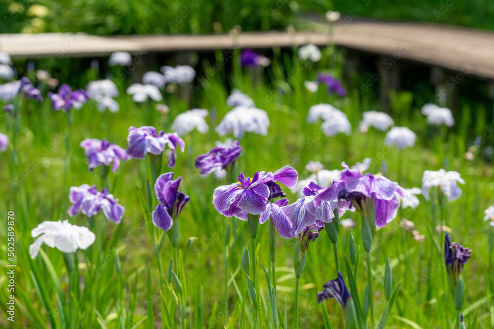 花菖蒲 花菖蒲