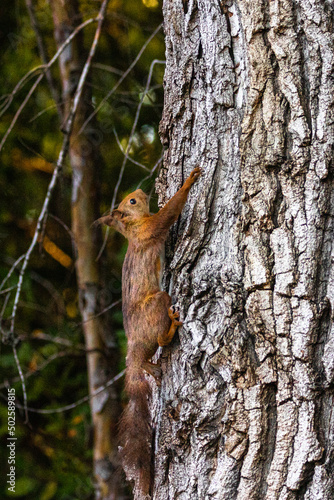 squirrel climbing up a tree trunk © philippe paternolli