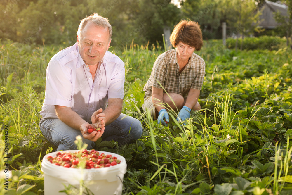 Obraz premium Couple of mature gardeners harvest strawberries