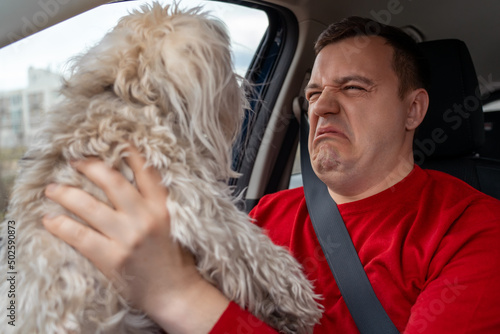 Millennial man with cringing squeamish grimace on his face holds fluffy Chinese crested dog in front of him at arms length while riding in car in passenger seat photo