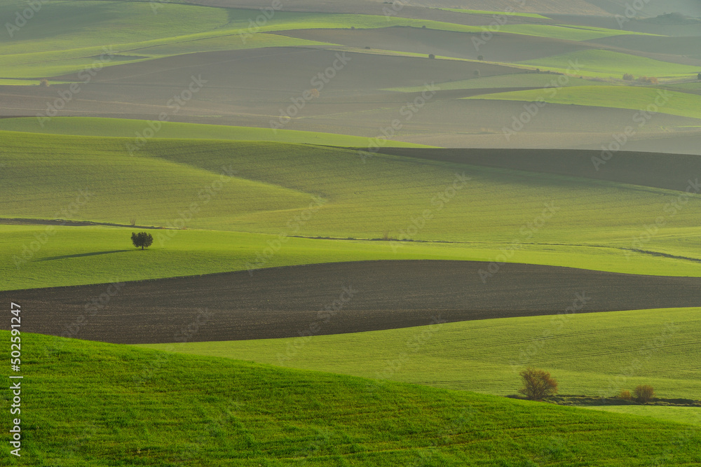 Agricultural fields in countryside on summer day
