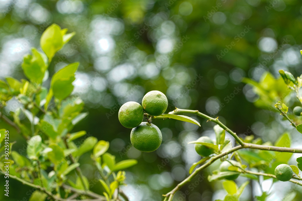 Fresh green lemon limes on tree in organic garden.