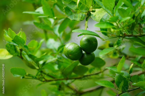 Fresh green lemon limes on tree in organic garden.