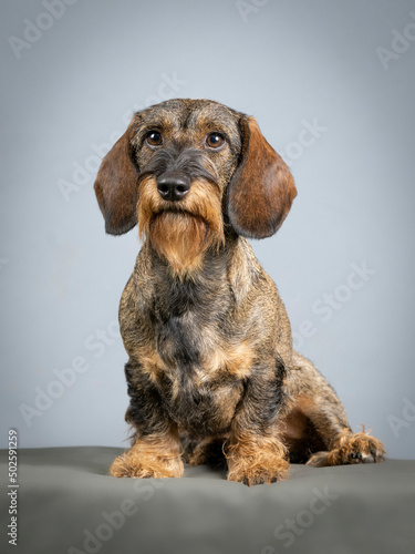 Wire-haired dachshund sitting in a photo studio