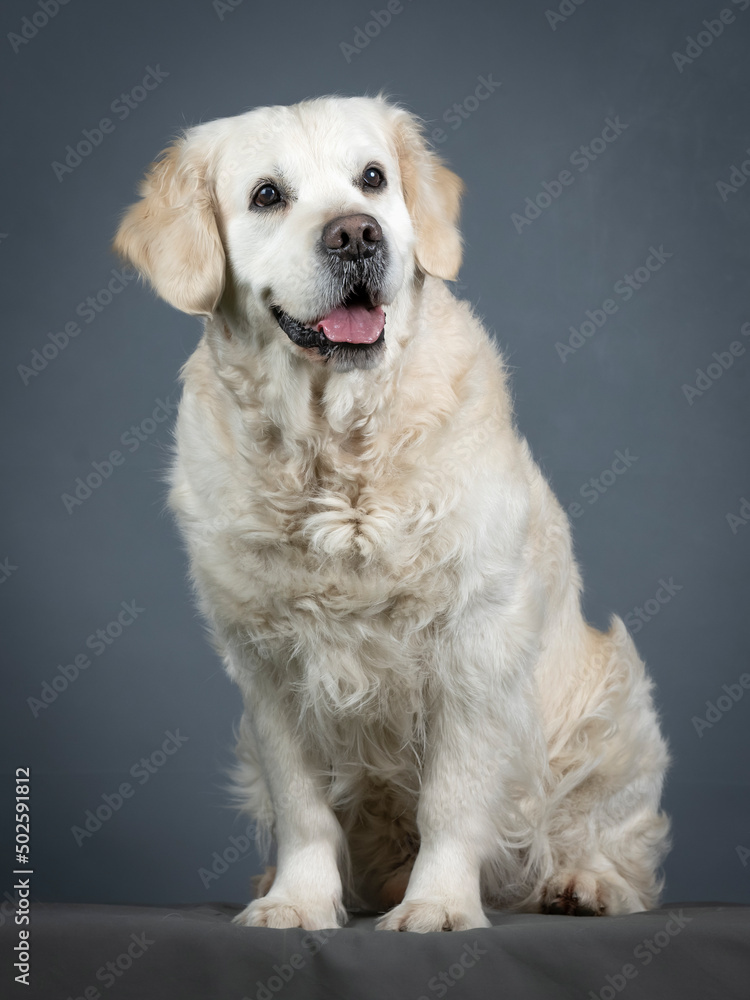 Golden retriever sitting in studio Golden retriever sitting in studio