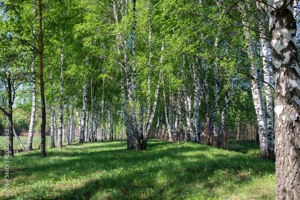 Obraz premium Birch Grove