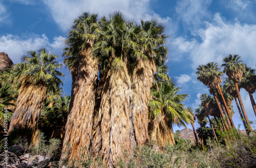 Fototapeta premium Palm Springs Fan Palms