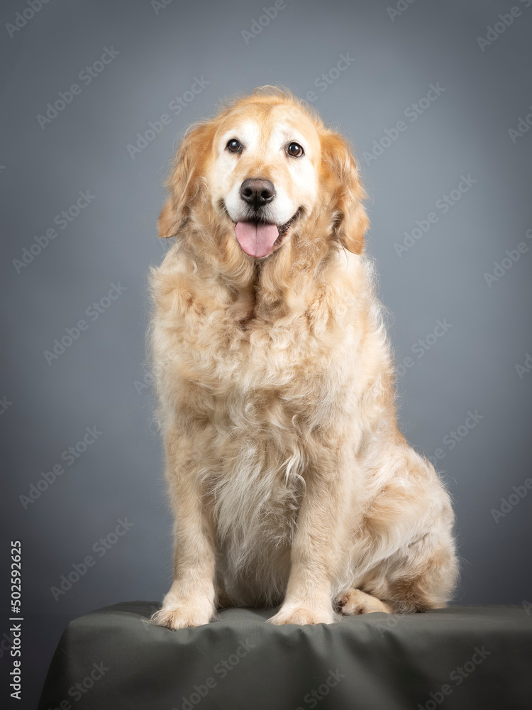 Golden retriever sitting in studio Golden retriever sitting in studio