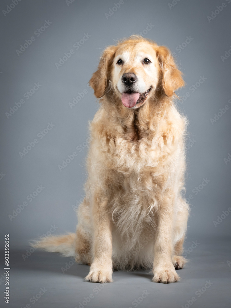 Golden retriever sitting in studio Golden retriever sitting in studio