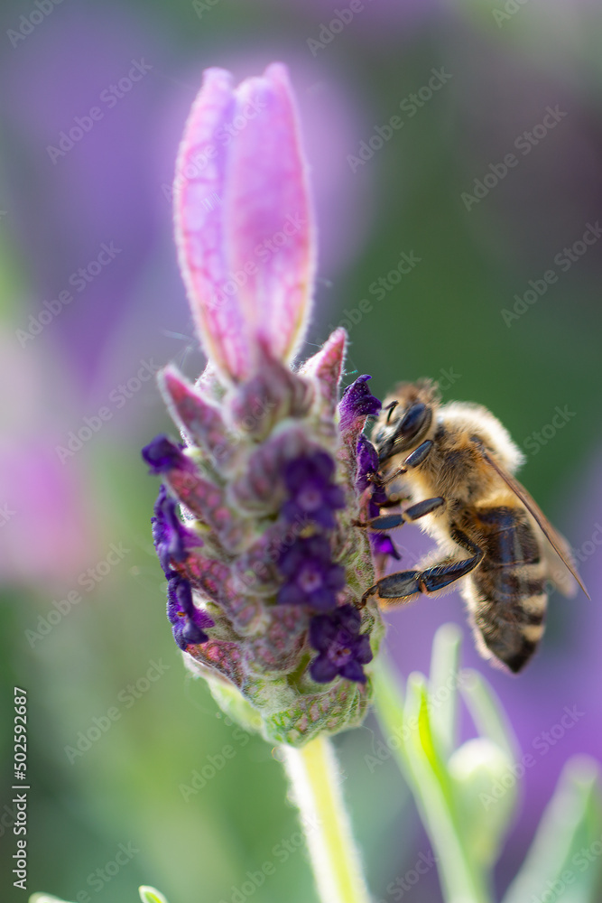 Close-up of a bee harvesting pollen on a topped lavender (Lavandula angustifolia) with blurry background Close-up of a bee harvesting pollen on a topped lavender (Lavandula angustifolia) with blurry background