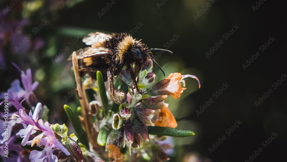 Bee on a flower. insect photography
Bee on a flower. insect photography