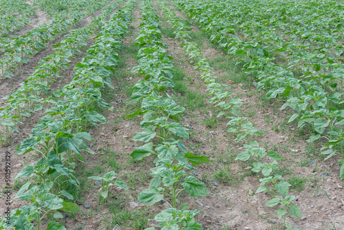 Wallpaper Mural Agricultural field of green young unflowered sunflower plants in cloudy day. Dry cracked soil with small weeds. Endless rows. Agricultural concept. Selective focus Torontodigital.ca