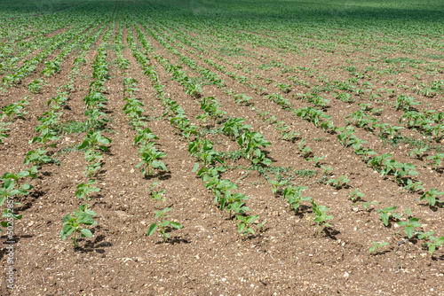 Wallpaper Mural Agricultural field of green young unflowered sunflower plants in sunny day. A loose plowed soil without weeds. Endless rows. Agricultural concept. Selective focus Torontodigital.ca
