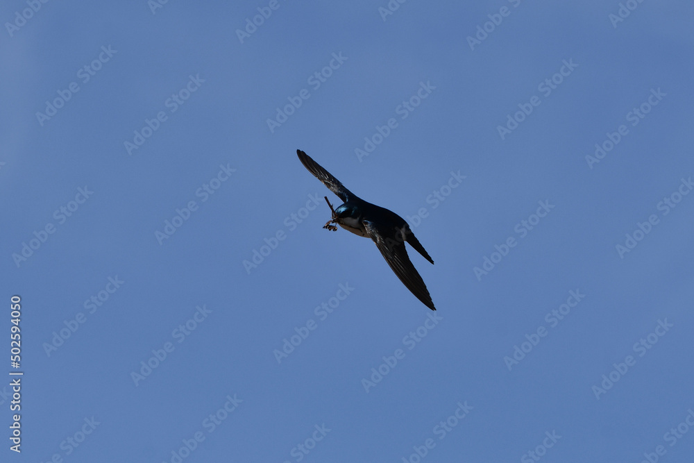 Tree Swallow in flight with wings spread carrying nesting material